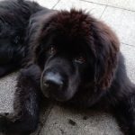 Recenzja Bluboo S8: budżetowca "inspirowanego" Galaxy S8 24 bluboo s8 (14)