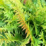 Recenzja Elephone P8: poprawny średniak w dobrej cenie! 27 Elephone P8 (35)