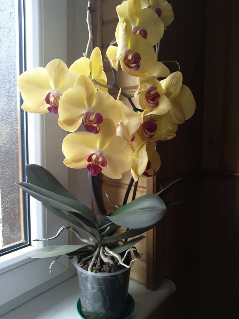 Recenzja Meizu M6s - świetnego modelu, którym niebiescy chcą powrócić na nasz rynek 41 Meizu m6s zdjęcie