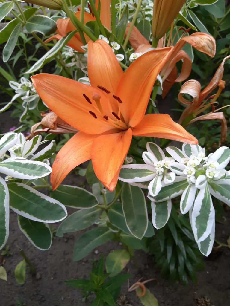 Recenzja Meizu M6s - świetnego modelu, którym niebiescy chcą powrócić na nasz rynek 42 Meizu m6s zdjęcie