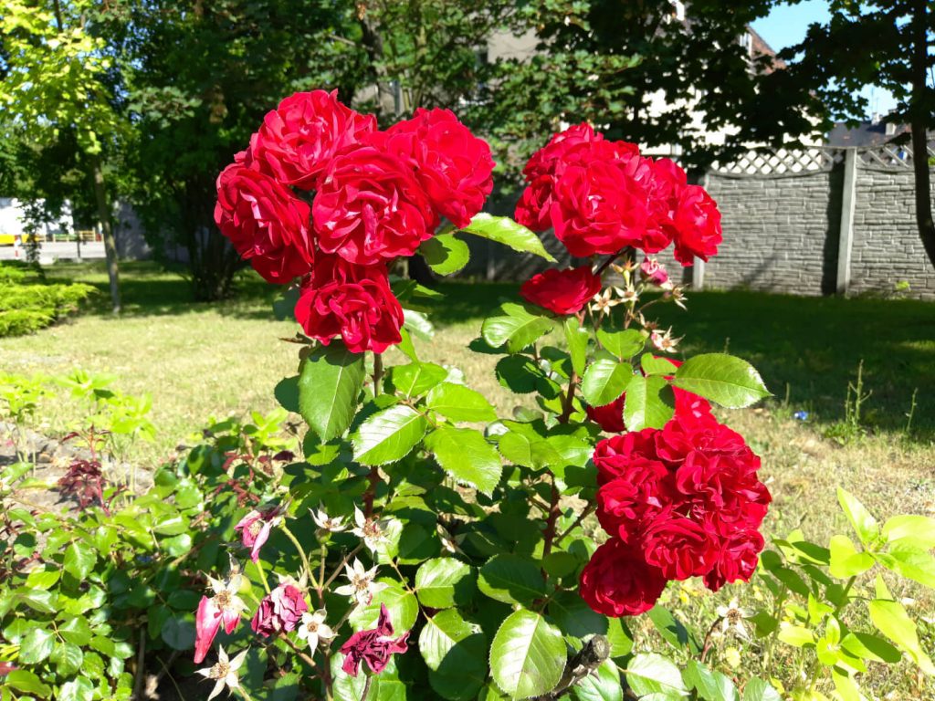 Recenzja Meizu M6s - świetnego modelu, którym niebiescy chcą powrócić na nasz rynek 51 Meizu m6s zdjęcie