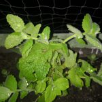 Recenzja Honor View 10 - świetnego telefonu, który niestety nie pojawił się w Polsce 35 zdjecie-honor-v-10-4