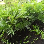 Recenzja Honor View 10 - świetnego telefonu, który niestety nie pojawił się w Polsce 33 zdjecie-honor-v-10-6