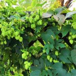 Recenzja Honor Play. To telefon nie tylko dla graczy 37 zdjecia-honor-play-12