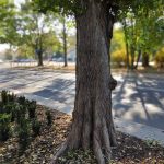 Już flagowiec czy jeszcze średniak? Recenzja Pocophone F1! 33 pocophone f1 1 (12)