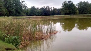 Recenzja Blackview A7: podwójny aparat w telefonie za 240 PLN! 54 Blackview A7