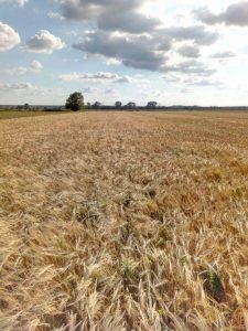 HOMTOM HT10 – skaner siatkówki w budżetowcu! 31 Homtom HT10