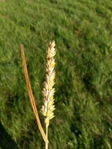 HOMTOM HT10 – skaner siatkówki w budżetowcu! 32 Homtom HT10