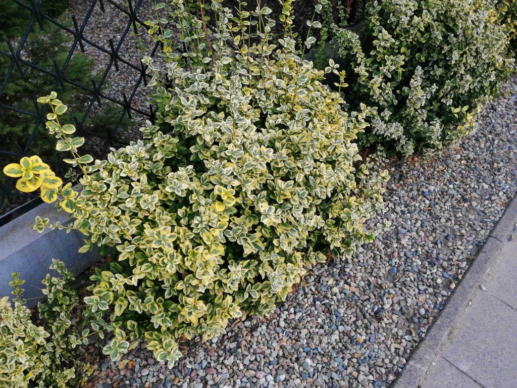 Recenzja Huawei Mate 20 Lite – eleganckiego średniaka od Chińczyków 32 mate 20 lite zdjęcie