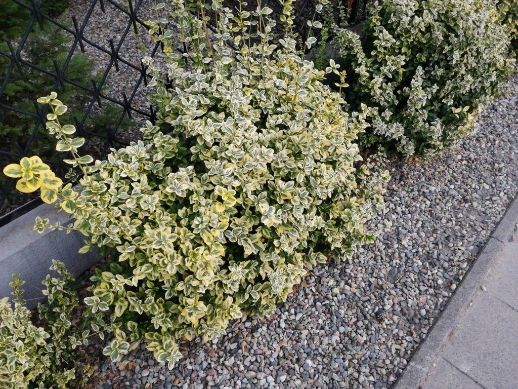 Recenzja Huawei Mate 20 Lite – eleganckiego średniaka od Chińczyków 31 mate 20 lite zdjęcie