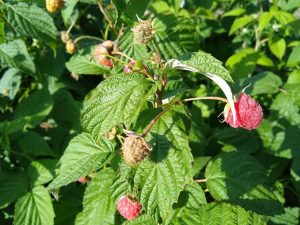 Recenzja Moto G6 – to naprawdę ładny telefon 26 Moto G6