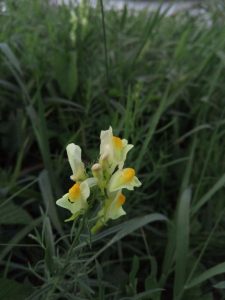 Recenzja UMi Plus E: smartfona z 6GB pamięci RAM 39 UMi Plus E