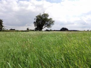 Recenzja UMi Plus E: smartfona z 6GB pamięci RAM 40 UMi Plus E