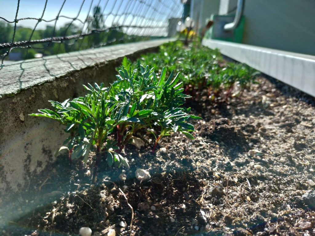 Recenzja ASUS ZenFone 5 - telefonu, który naprawdę wypada dobrze 47 Recenzja ASUS ZenFone 5 - telefonu, który naprawdę wypada dobrze