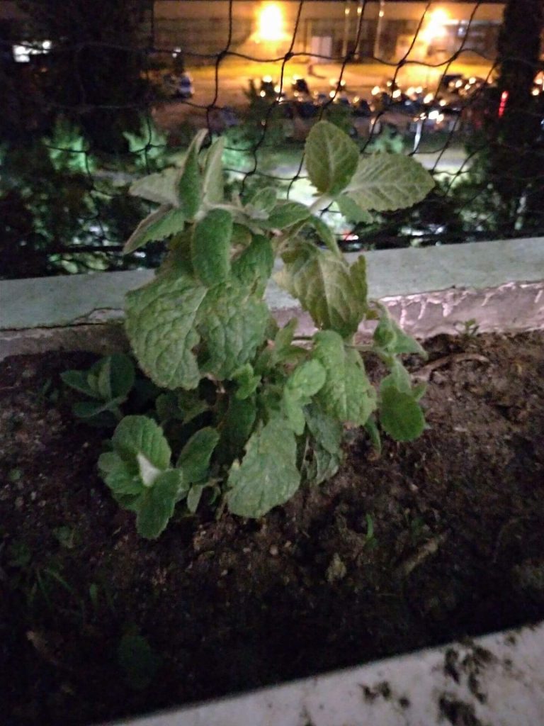 Recenzja ASUS ZenFone 5 - telefonu, który naprawdę wypada dobrze 40 Recenzja ASUS ZenFone 5 - telefonu, który naprawdę wypada dobrze