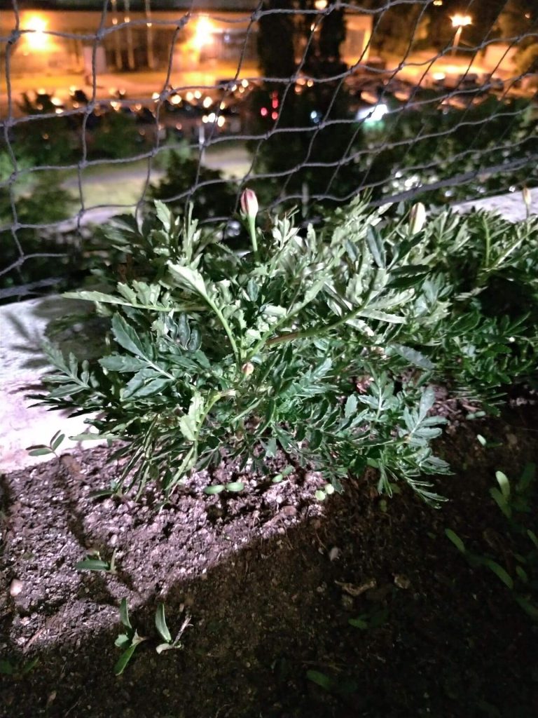 Recenzja ASUS ZenFone 5 - telefonu, który naprawdę wypada dobrze 38 Recenzja ASUS ZenFone 5 - telefonu, który naprawdę wypada dobrze