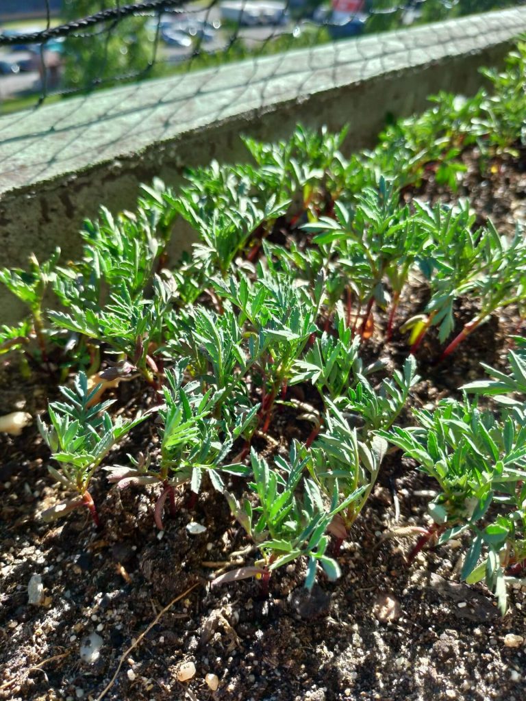 Recenzja ASUS ZenFone 5 - telefonu, który naprawdę wypada dobrze 36 Recenzja ASUS ZenFone 5 - telefonu, który naprawdę wypada dobrze