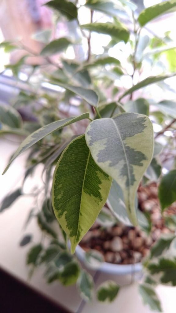 ZTE Axon 7 jest jak wino... Im starszy, tym lepszy 26 zte axon 7 zdjęcie