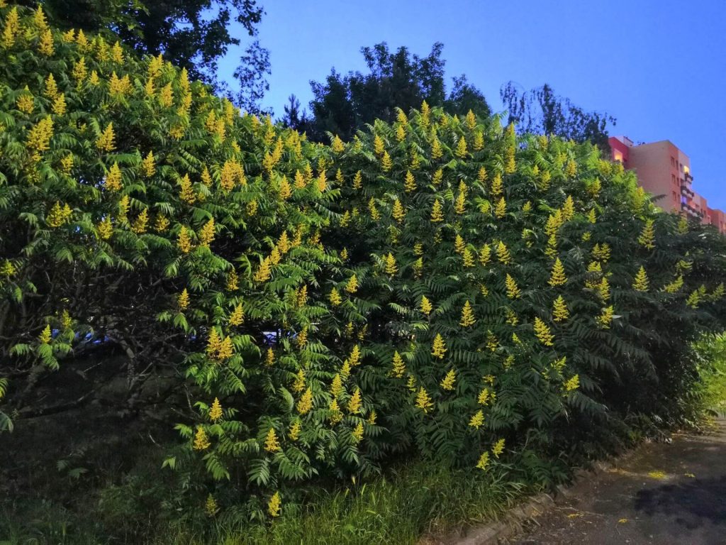 Honor 10 to telefon, który "przyciąga wyglądem i zatrzymuje charakterem" 43 Honor 10 to telefon, który "przyciąga wyglądem i zatrzymuje charakterem"