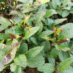 Recenzja Honor 9 - flagowego modelu o świetnym wyglądzie 28 honor-9-zdjęcia-2