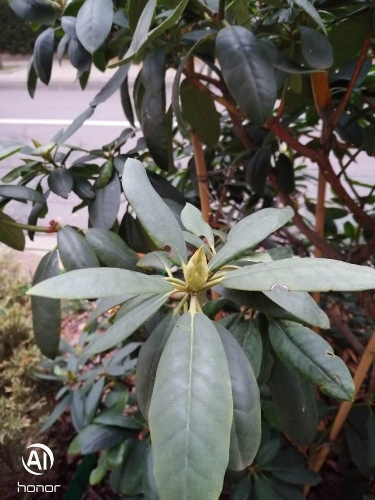 Recenzja Honor 8X, prawie idealnego średniopółkowca, z którym nie chciałem się rozstawać... 39 honor 8x zdjęcie