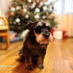 Recenzja Meizu Pro 7 Plus – dwa ekrany to naprawdę ciekawa koncepcja 32 meizu pro 7 plus (22)