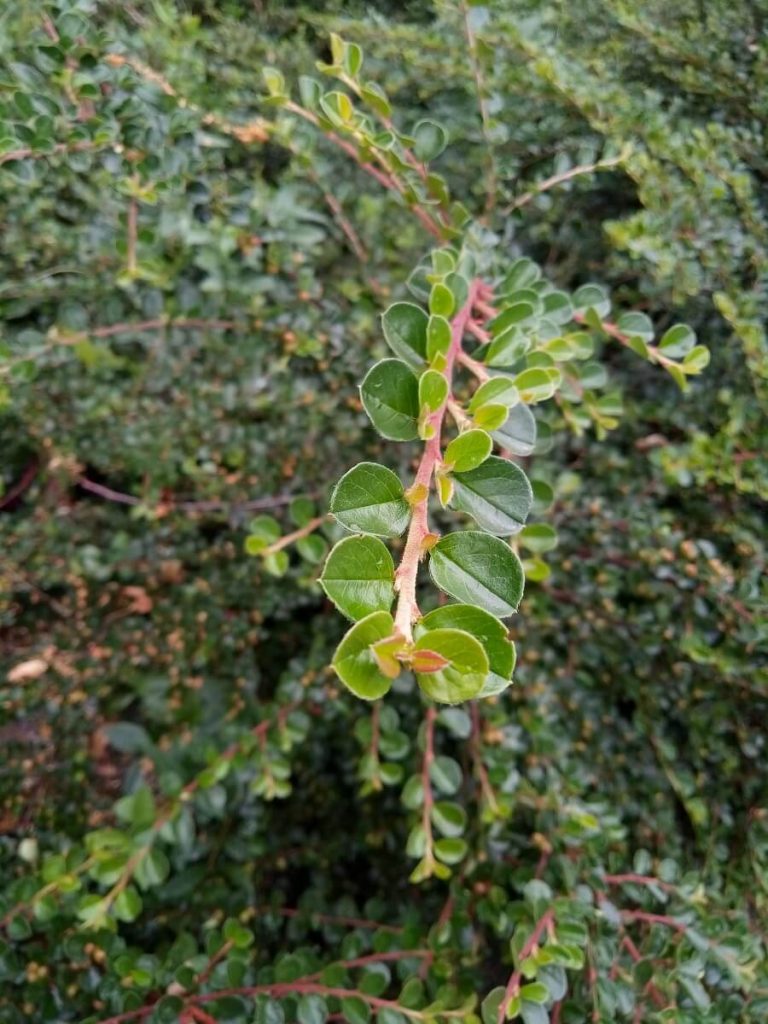 Recenzja konkurenta dla Xiaomi Redmi 5A - przed wami Meizu M6! 21 meizu m6 zdjęcie