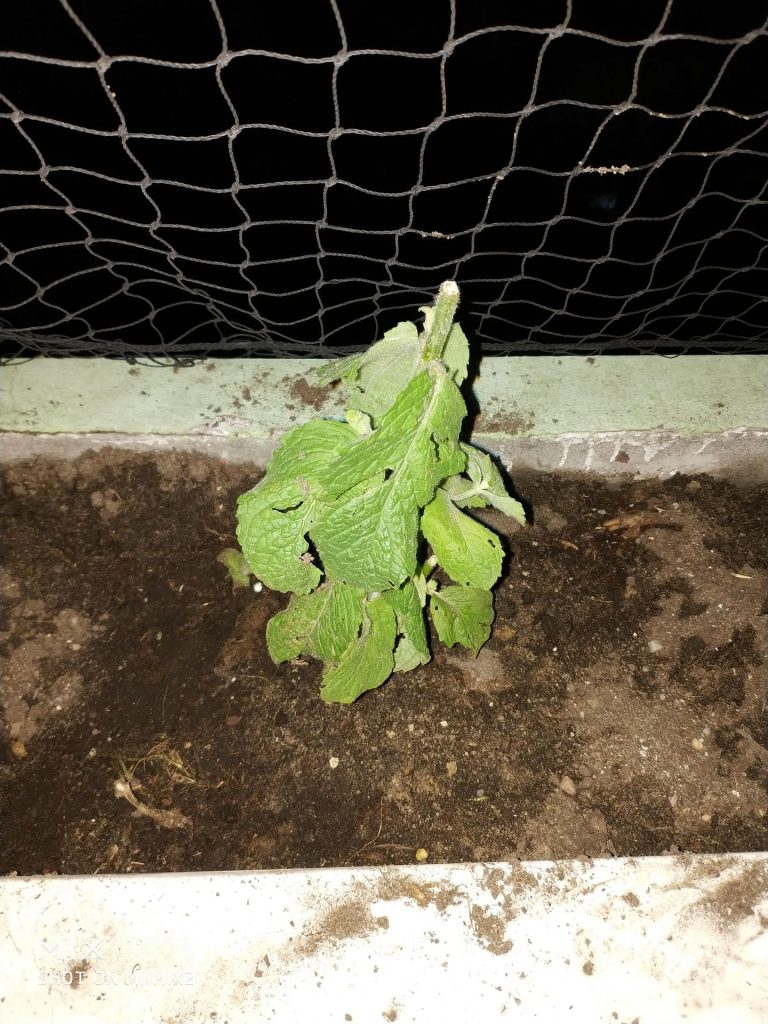 Recenzja Xiaomi Mi MIX 2S - delikatnej ewolucji Mi MIX 2 48 xiaomi mi mix 2 zdjęcie