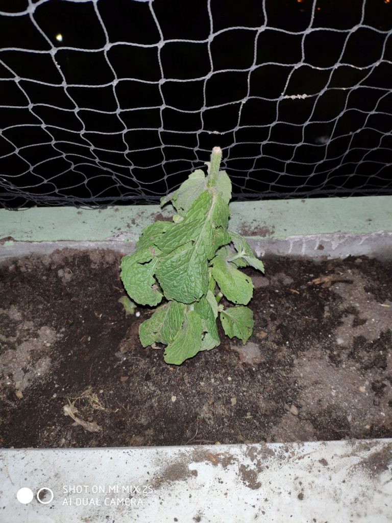 Recenzja Xiaomi Mi MIX 2S - delikatnej ewolucji Mi MIX 2 47 xiaomi mi mix 2s zdjęcie