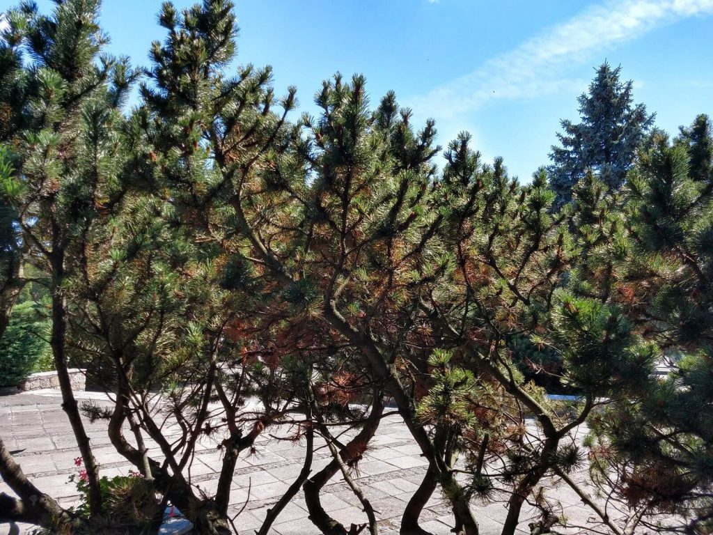 Recenzja Moto G6 Plus. Ten telefon zaskoczył mnie pozytywnie 33 Recenzja Moto G6 Plus. Ten telefon zaskoczył mnie pozytywnie