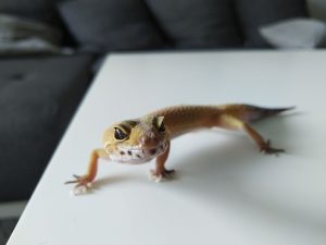 Recenzja Sharp Aquos S2, bardzo ciekawego bezramkowca 38 sharp aquos s2 zdjęcie