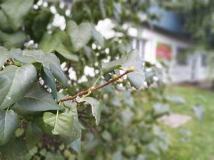 Recenzja Sharp Aquos S2, bardzo ciekawego bezramkowca 42 sharp aquos s2 zdjęcie