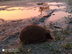Recenzja Xiaomi Mi 6X. Sprawdziliśmy, jak sprawuje się Mi A2 na MIUI! 32 xiaomi mi 6x zdjęcie