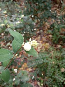 Recenzja Xiaomi Redmi 6A - całkiem niezłego budżetowca 29 xiaomi redmi 6a zdjęcie