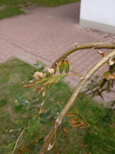 Recenzja Xiaomi Redmi 6A - całkiem niezłego budżetowca 30 xiaomi redmi 6a zdjęcie