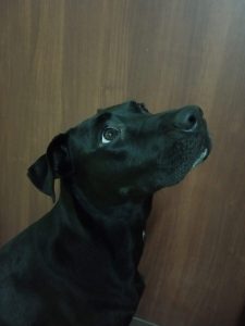 Recenzja Xiaomi Redmi 6A - całkiem niezłego budżetowca 36 xiaomi redmi 6a zdjęcie