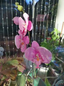 Recenzja Honor 10 Lite - porządnego telefonu z niewygórowaną ceną! 21 Honor 10 Lite