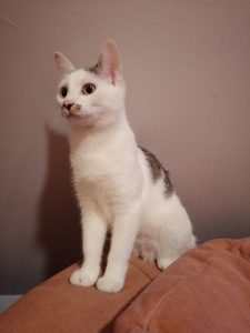 Recenzja Honor 10 Lite - porządnego telefonu z niewygórowaną ceną! 27 Honor 10 Lite