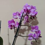 Google Camera dla Xiaomi Mi 9 już jest 20 Xiaomi Mi 9