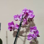 Google Camera dla Xiaomi Mi 9 już jest 19 Xiaomi Mi 9