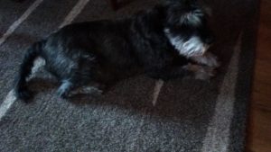 Recenzja Nubia Alpha - tak widzę jedną ze ścieżek rozwoju smartfonów i zegarków 28 nubia alpha fotografia