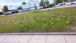 Recenzja Nubia Alpha - tak widzę jedną ze ścieżek rozwoju smartfonów i zegarków 31 nubia alpha fotografia