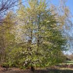 Motorola Moto G7 – recenzja zbyt drogiego średniopółkowca 20 Motorola G7