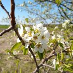 Motorola Moto G7 – recenzja zbyt drogiego średniopółkowca 21 Motorola G7