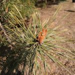 Motorola Moto G7 – recenzja zbyt drogiego średniopółkowca 19 Motorola G7