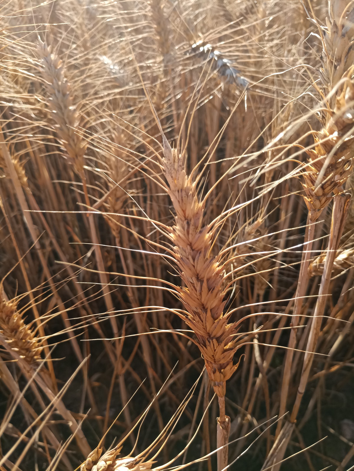 Recenzja Meizu Pro 7, telefonu z dwoma ekranami! 28 Recenzja Meizu Pro 7, telefonu z dwoma ekranami!