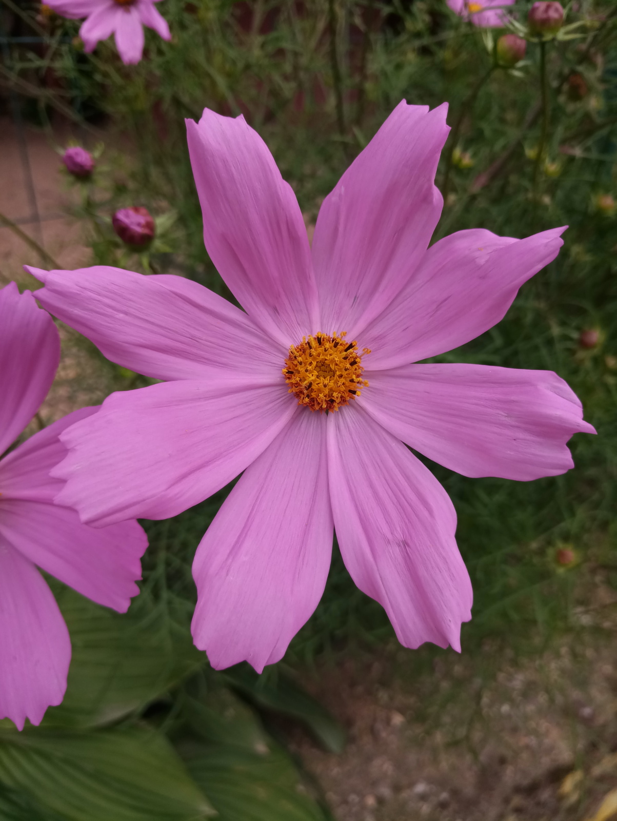 Recenzja Meizu Pro 7, telefonu z dwoma ekranami! 30 Recenzja Meizu Pro 7, telefonu z dwoma ekranami!