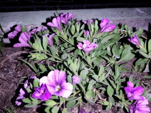 Recenzja OnePlus 7 Pro - flagowca w każdym calu 38 oneplus 7 pro zdjęcia