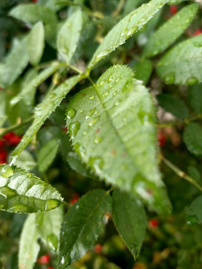 Recenzja OPPO Reno Z – zachwyca przede wszystkim wyglądem 55 zdjęcie z telefonu