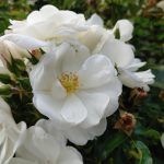 Pokaż mi swoją dłoń, czyli recenzja LG G8S ThinQ. 20 Pokaż mi swoją dłoń, czyli recenzja LG G8S ThinQ.